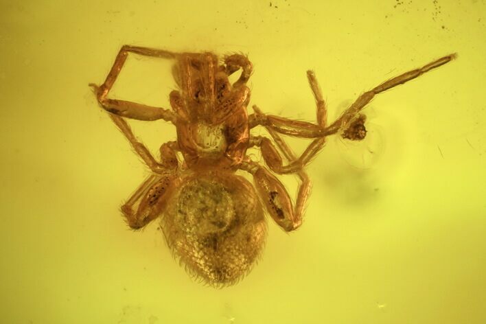 Fossil Spider (Aranea) In Baltic Amber #45136